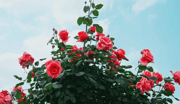 安徽芜湖爱在鸠兹文旅消费季,爱在鸠兹相约七夕