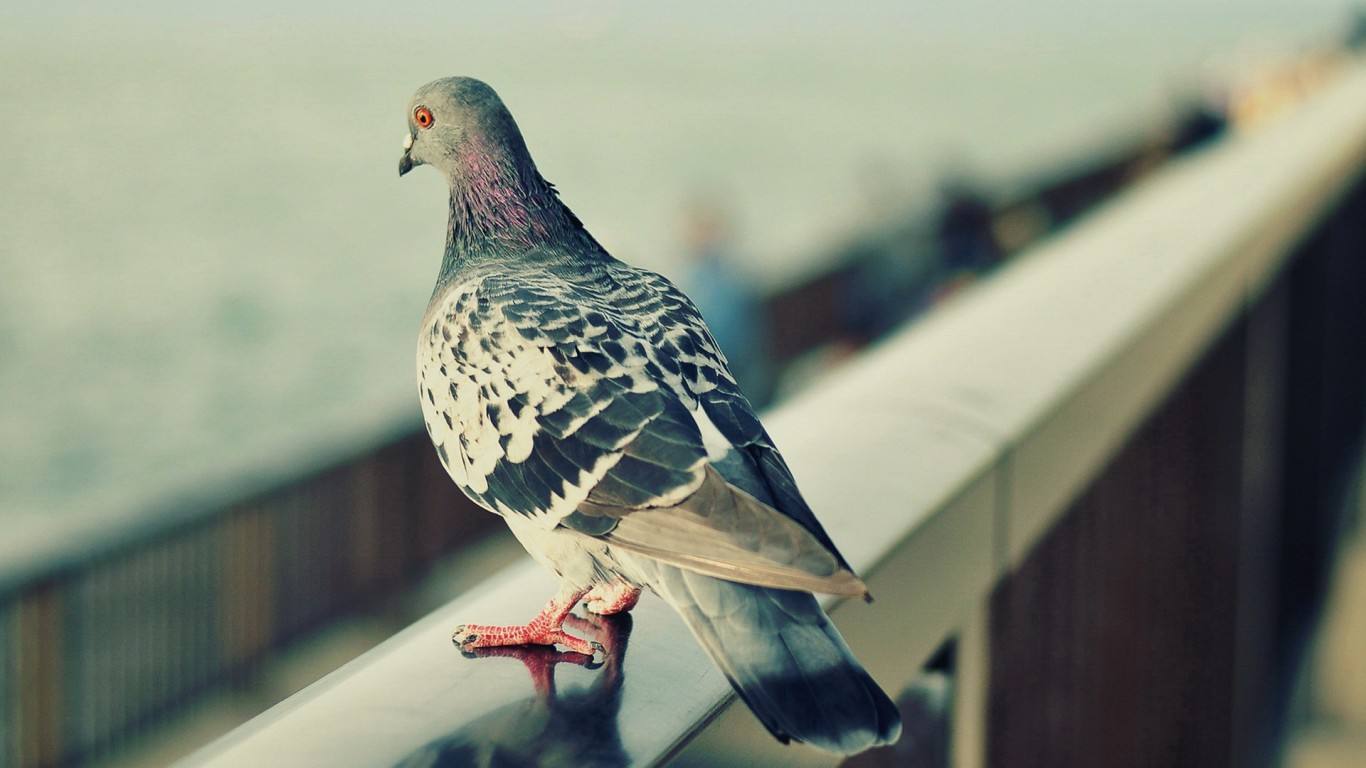 2017年商贩买了只怪鸟，卖150元都没人要，被抓才知是牢底坐穿鸟