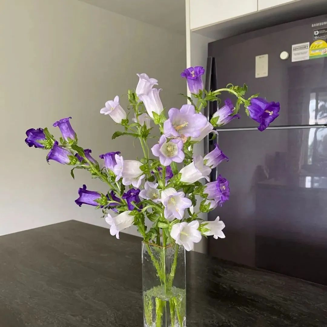 鲜花在水里能养几天会死,新加坡盆栽花卉怎么养