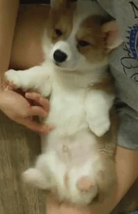 现在的狗狗有多幸福,盘点那些幸福的狗狗