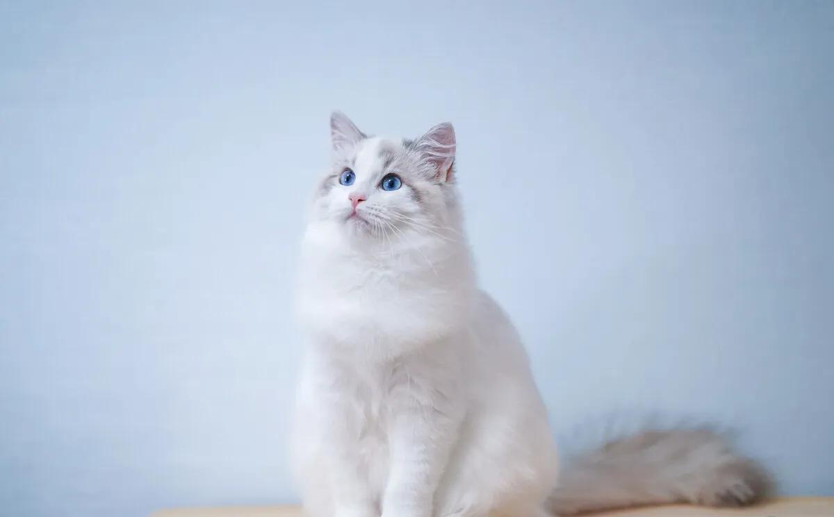 郑振铎猫的教学内容分析,郑振铎的猫课程