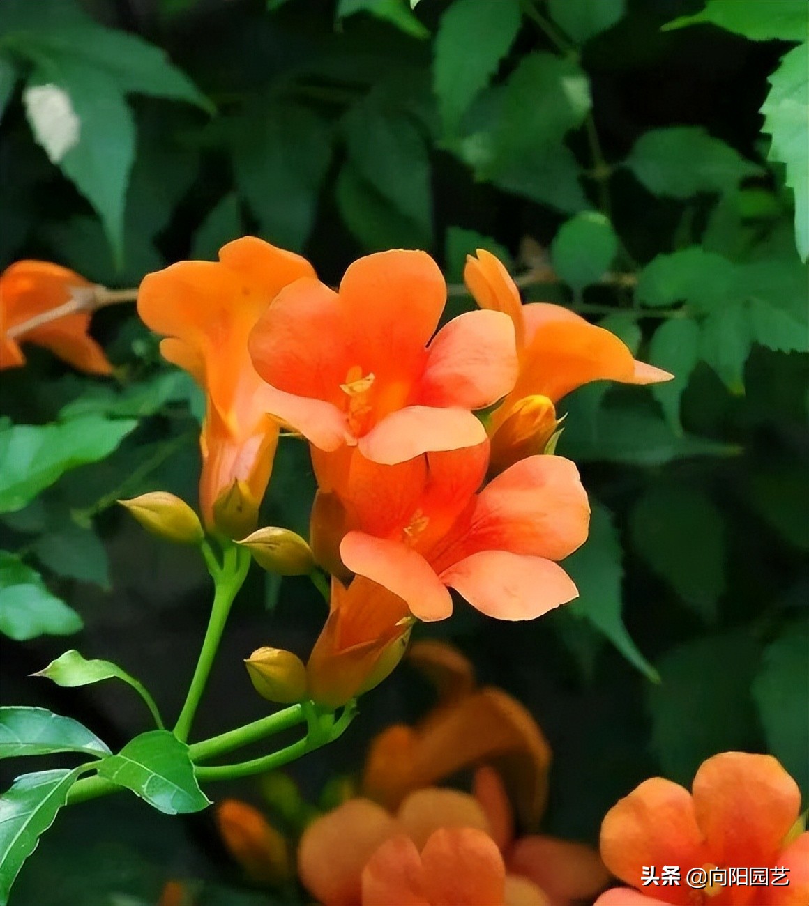 庭院种植竹子禁忌有哪些,庭院种植竹子要注意什么