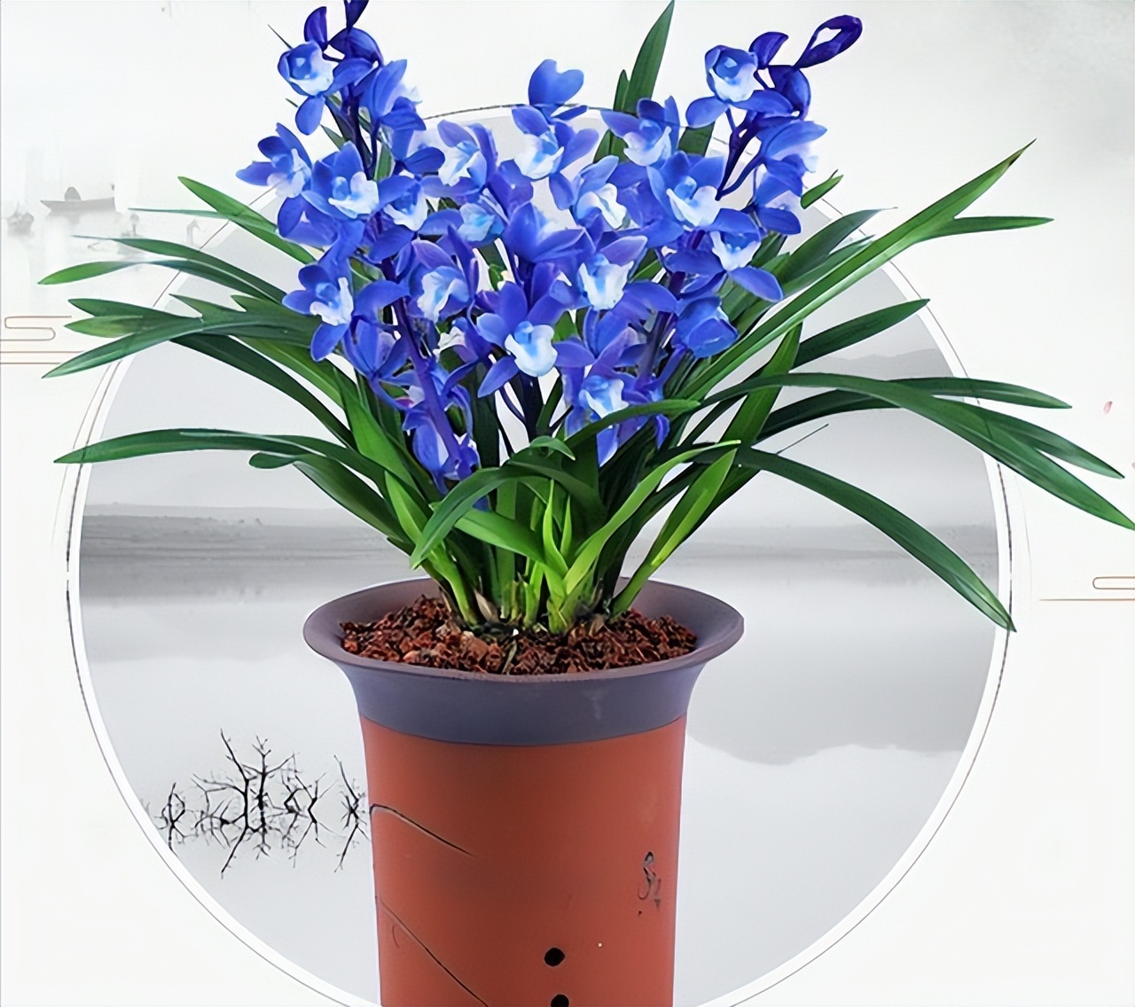 最好养的兰花四季兰品种,哪种兰开花又香又好看