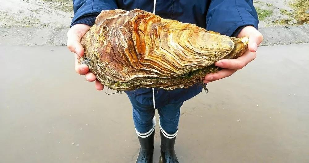 中国生蚝法国生蚝,中国吃生蚝