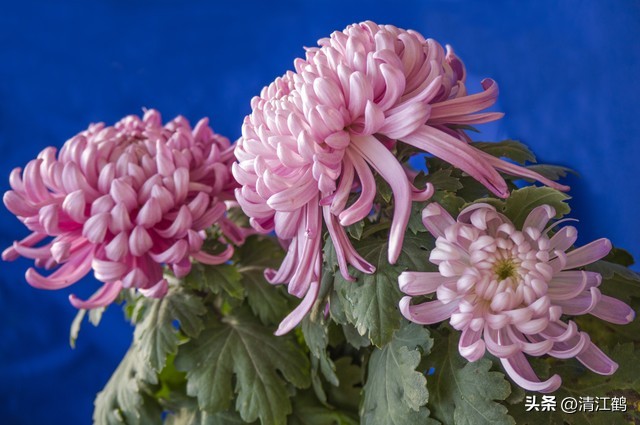 蚧壳虫专用杀虫剂使用方法,蚧壳虫专用花卉杀虫剂