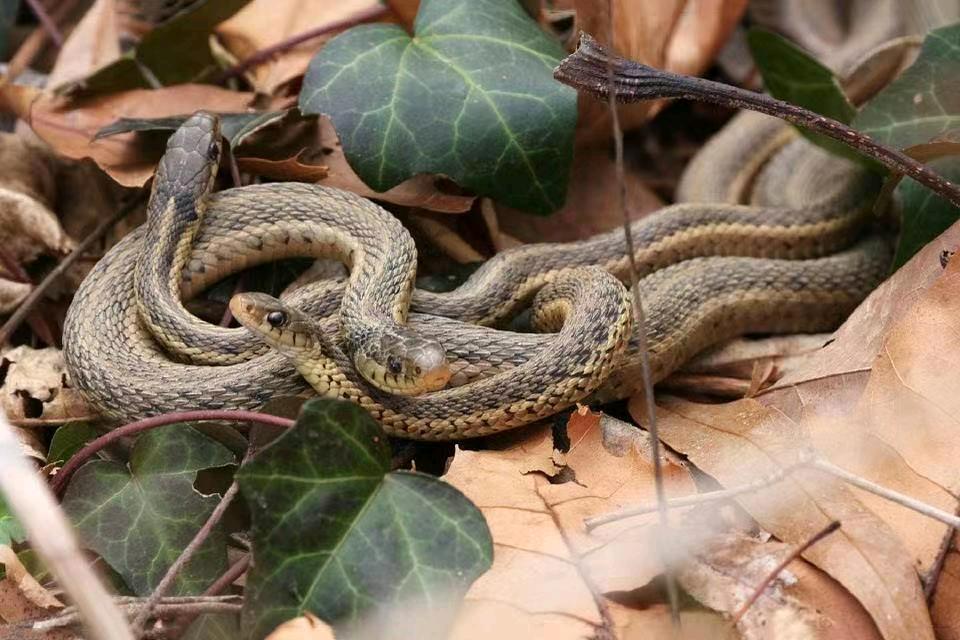 屋前屋后有蛇用什么办法能解决,农村宅基地有蛇的征兆