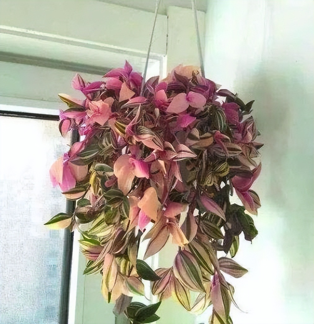 适合室内养的耐阴花和植物,就养这10种耐阴花比绿萝都好养