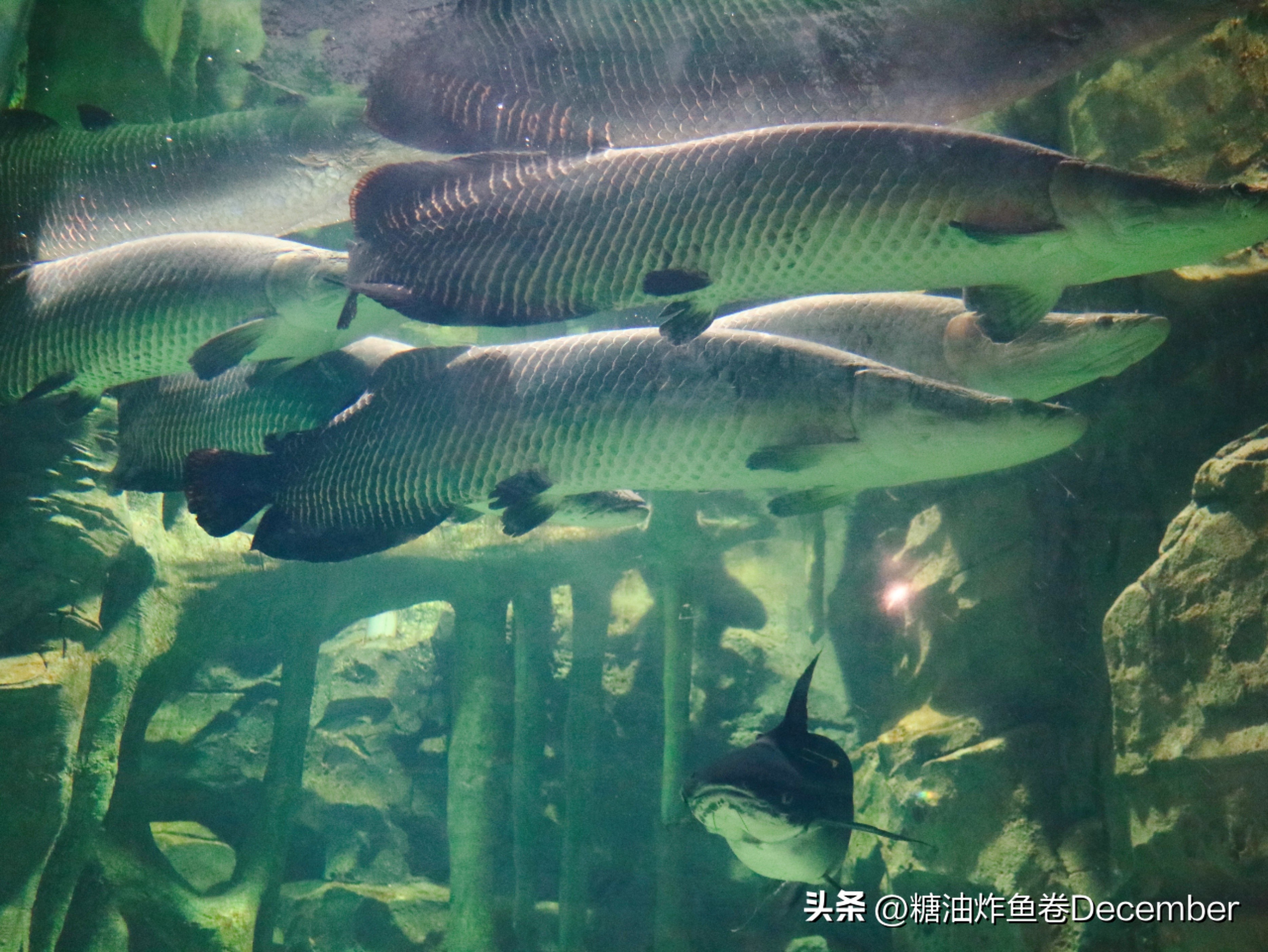 扶绥龙谷湾恐龙公园游玩攻略,扶绥龙谷湾恐龙公园在哪里