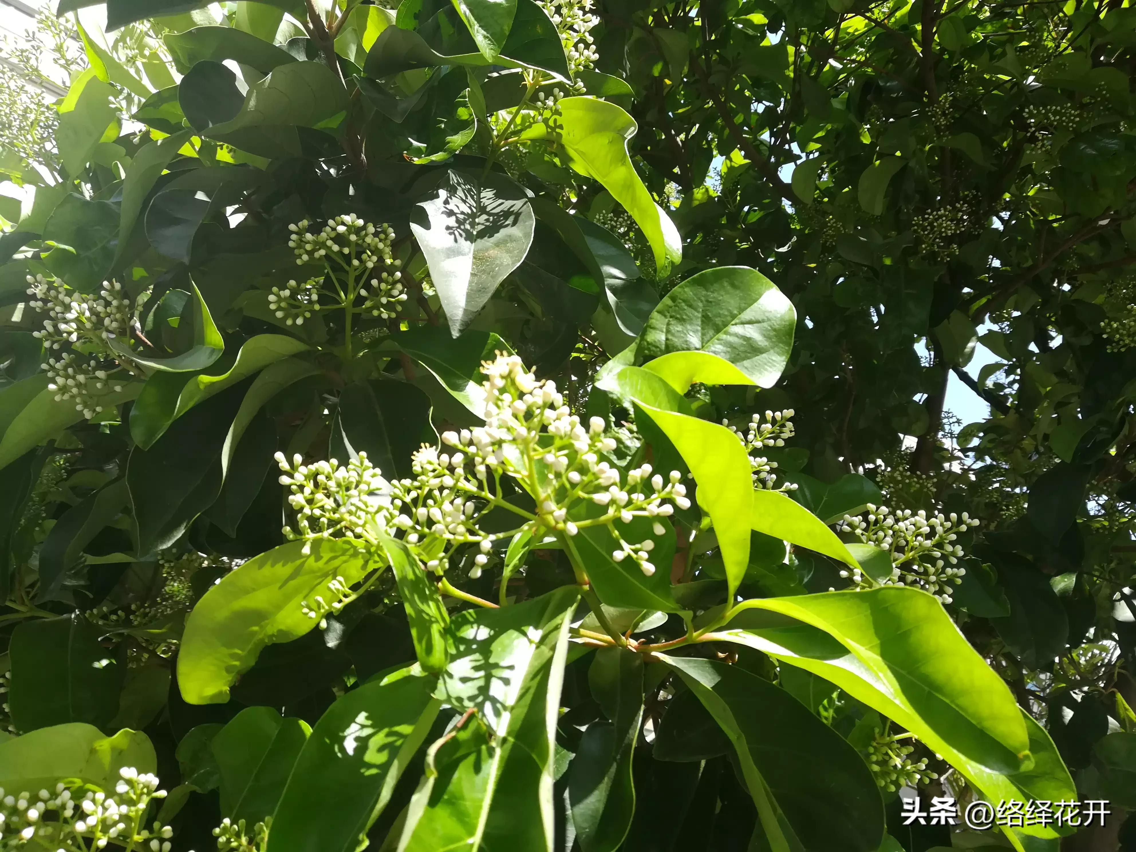 珊瑚树,珊瑚树图片