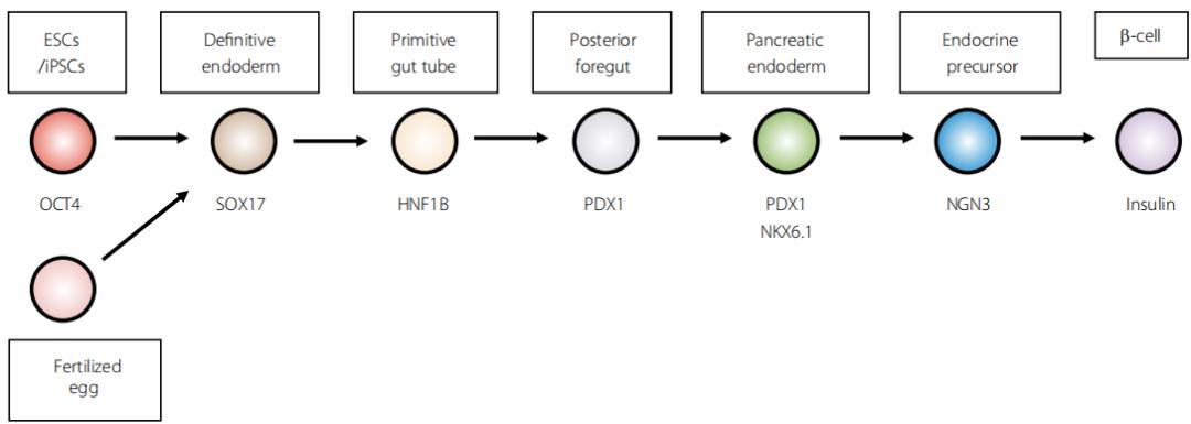 诱导多能干细胞发展历程,诱导多能干细胞的功能及优点