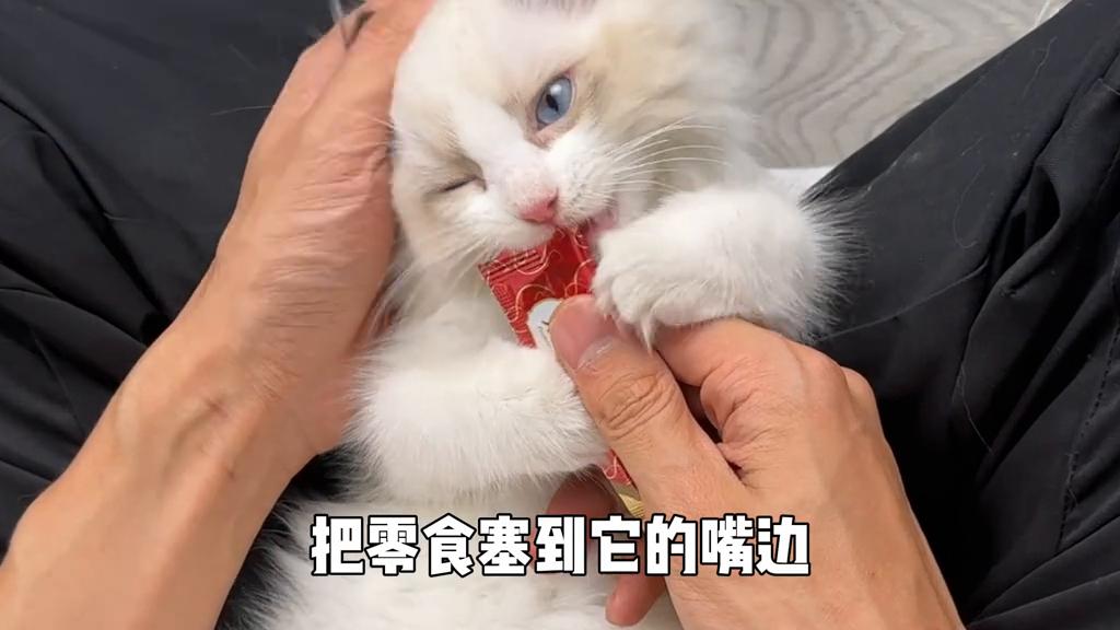猫咪9个月还能训练抚摸吗,猫咪脱敏社会化训练