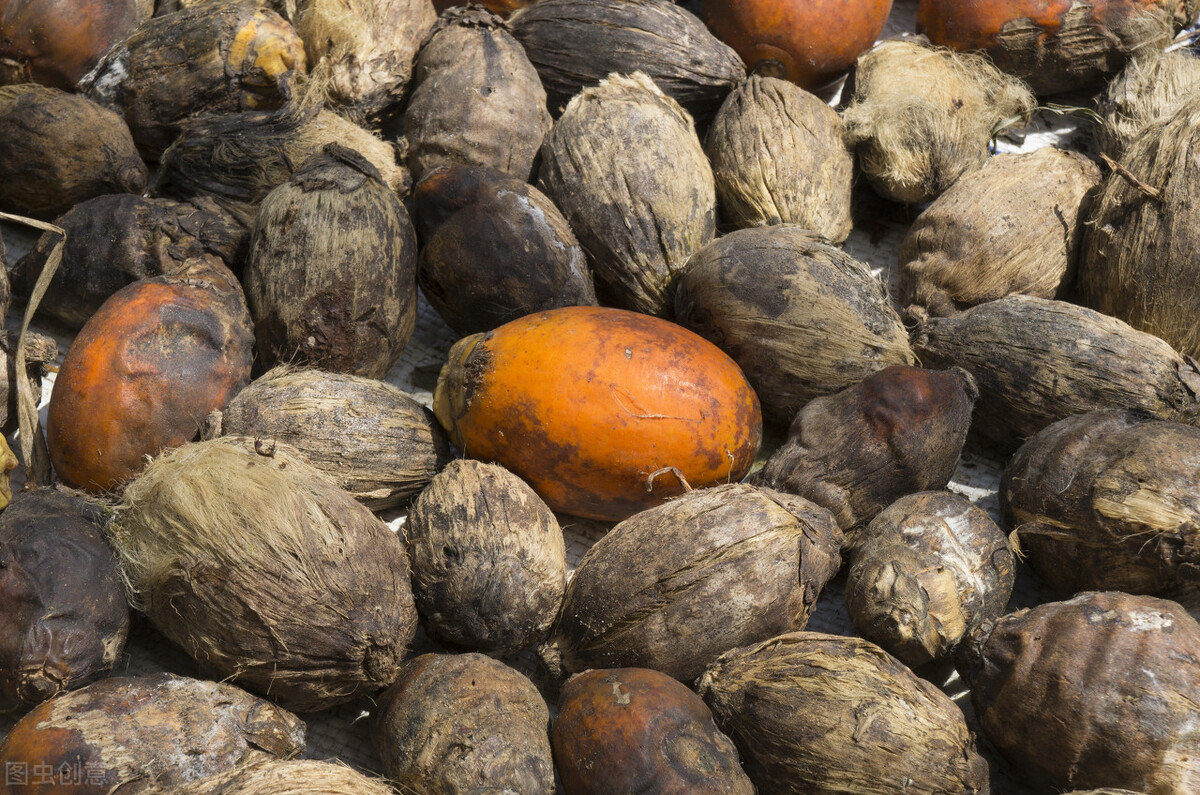 槟榔危害性有多大安全性又有多大,槟榔危害到底多可怕