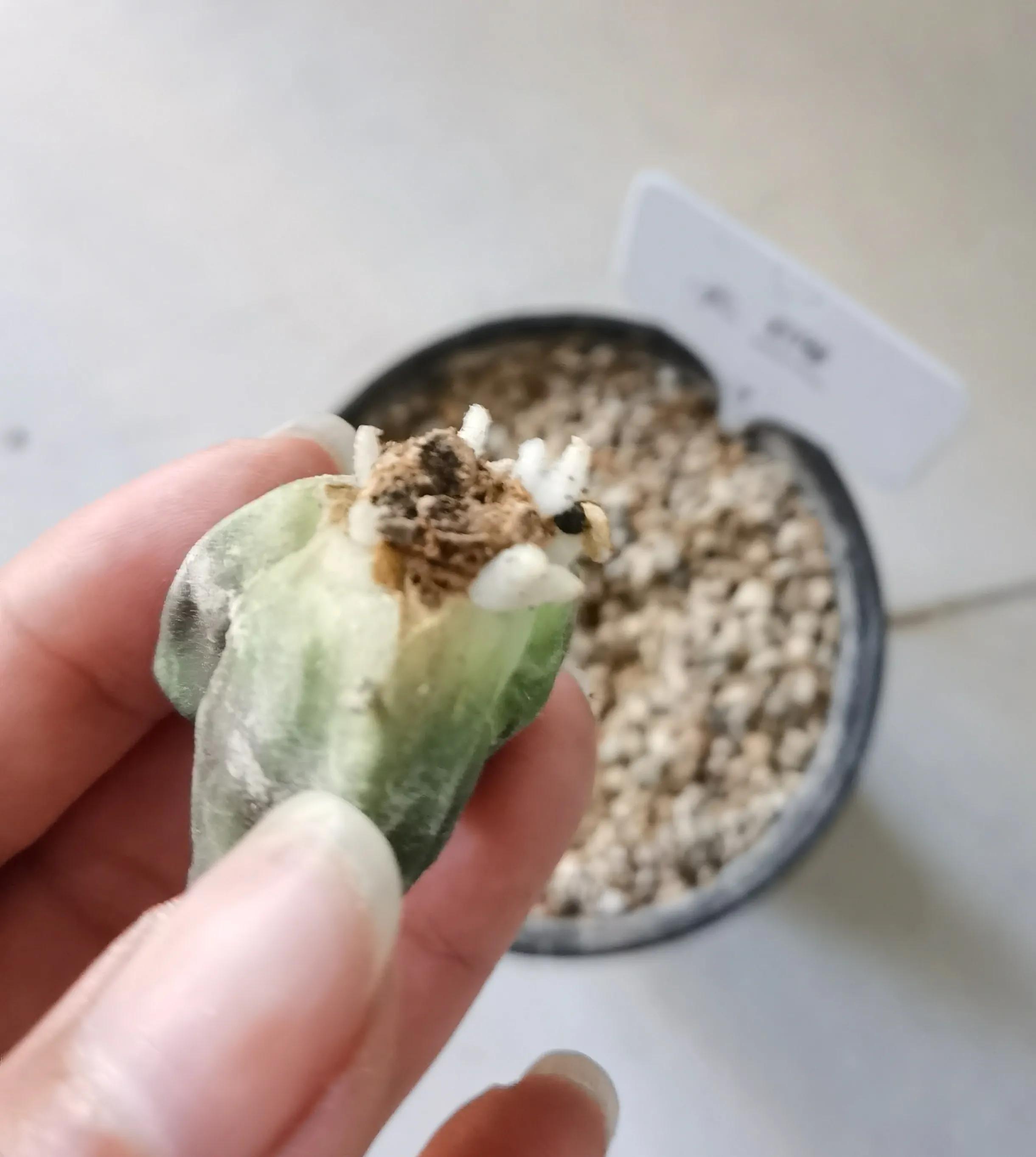 玉露种子怎么种,从种子开始种玉露