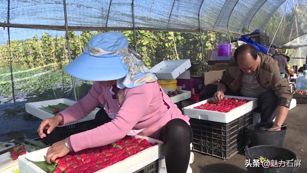 周末打卡地|去看“管道树”上的草莓and去摘冬日的第一颗草莓