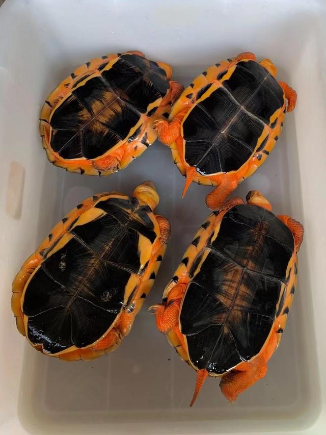 金钱龟养殖方法以及技术分享,金钱龟幼龟的宠物养殖方法