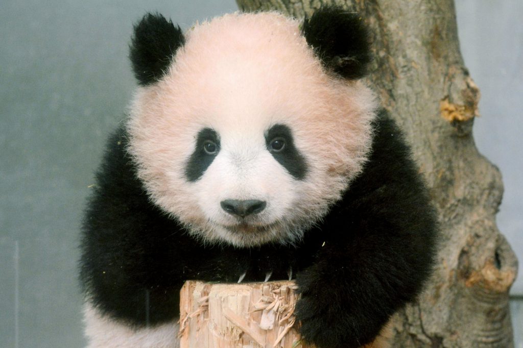 出国熊猫丫丫,熊猫福宝在国外有多欢迎