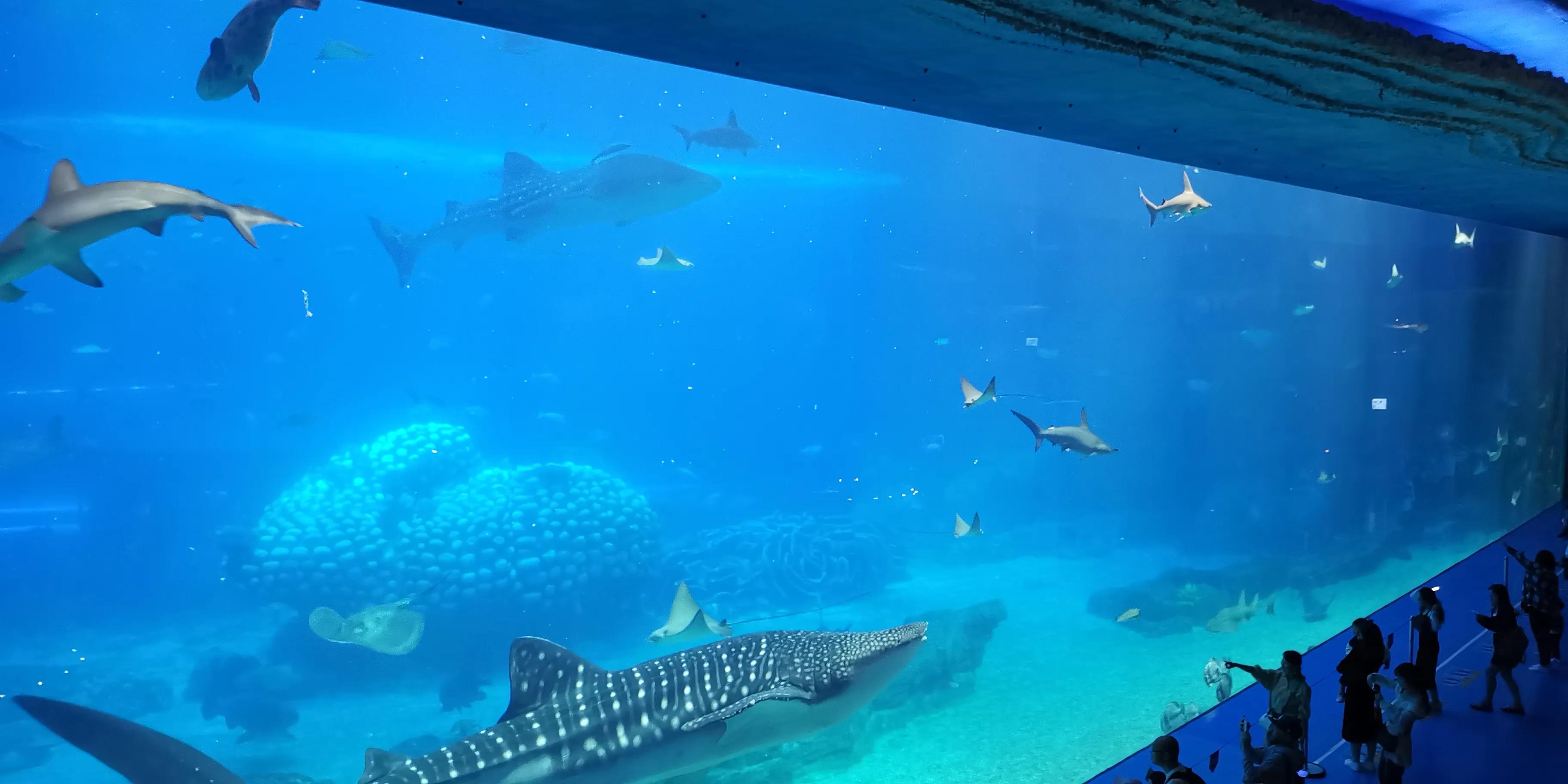 广州长隆两天一晚攻略,长隆酒店套票游玩攻略