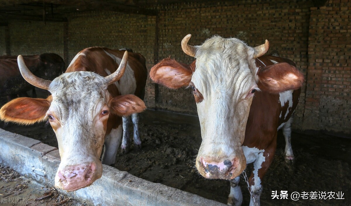 牛价上涨养牛人应该注意哪些问题,牛价严重低迷还合适养牛吗