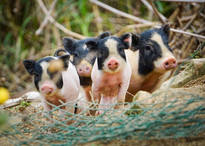 全国猪肉产地在哪里,最好吃的猪肉哪个部位排名前十名