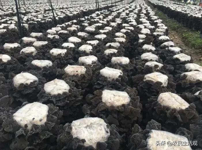 玉米秸秆培育食用菌产量如何,秸秆栽培食用菌技术资料大全