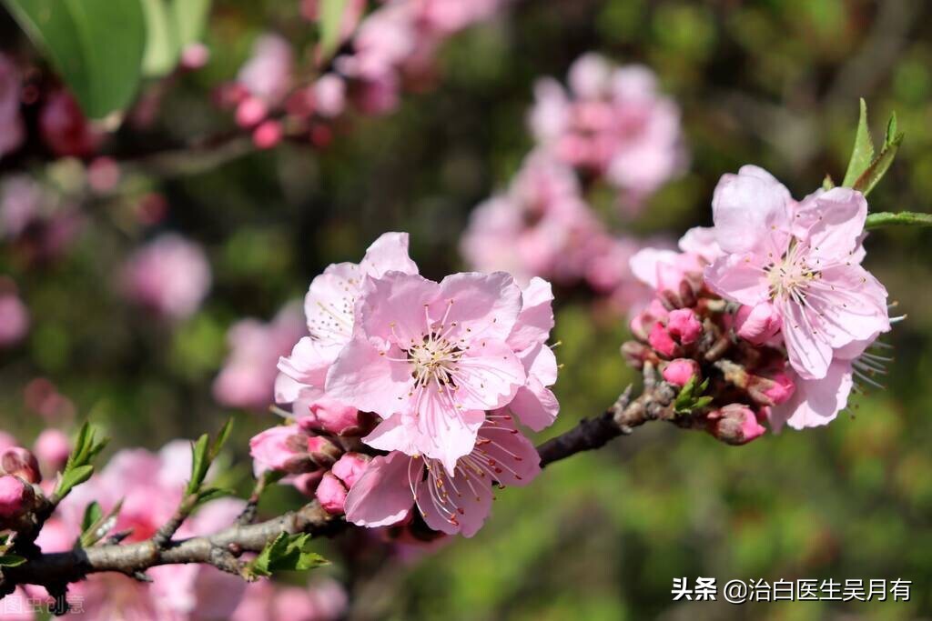 白癜风春季喝什么茶叶,春季白癜风患者要注意什么