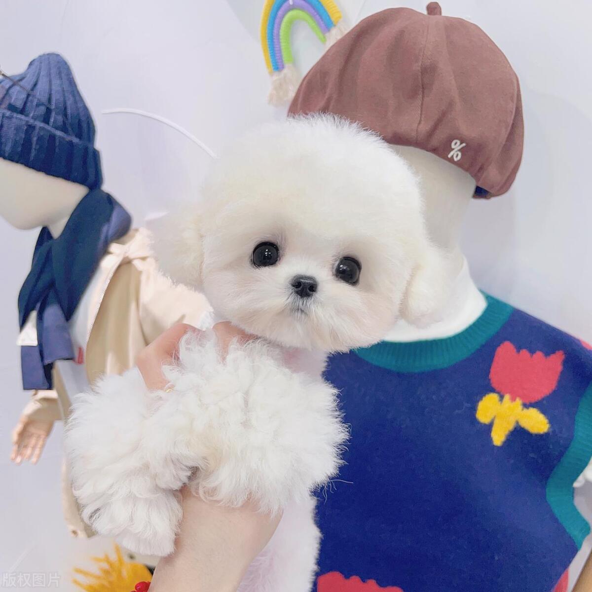 什么人适合养狗什么人不适合养狗,初次养狗的新手养什么狗比较好