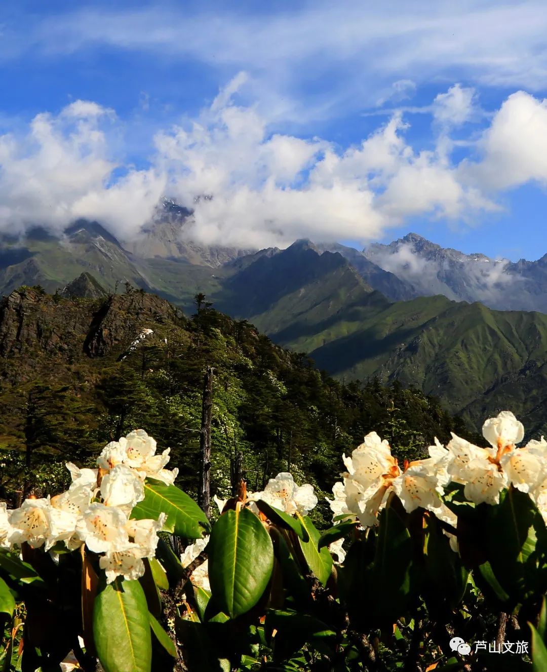 芦山县大川镇夏天避暑凉快吗,暑假避暑旅游最佳选择川内