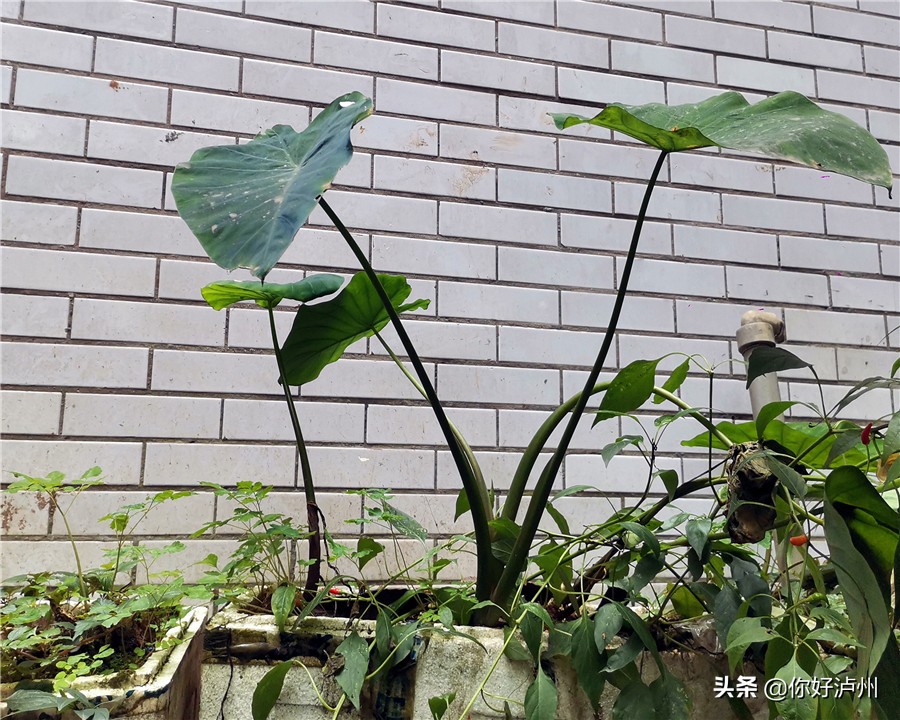 泸州人到底有多爱种菜？种着种着，花盆就变成了“菜盆”