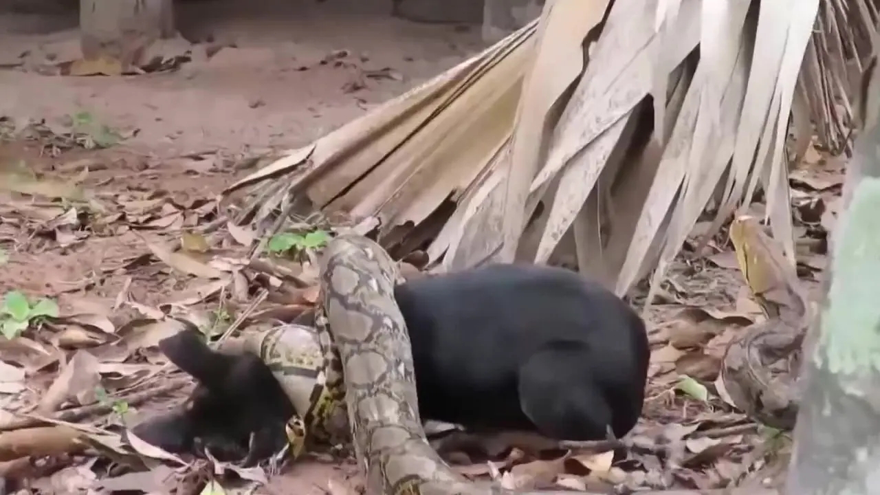 180斤巨蟒吞下山羊后藏身灌木丛,40斤巨蛇杀死巨蟒