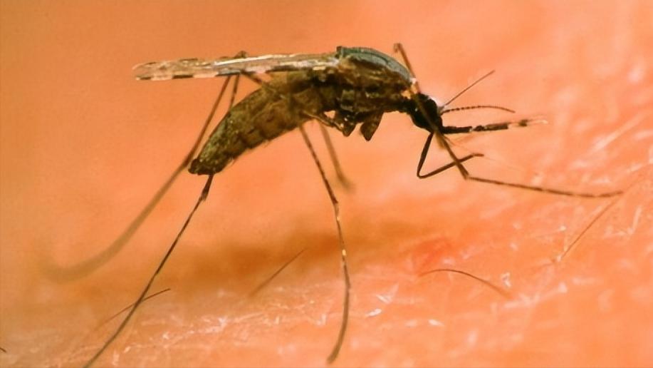 我是a血型为什么蚊子总是咬我,同样血型蚊子为什么只咬我