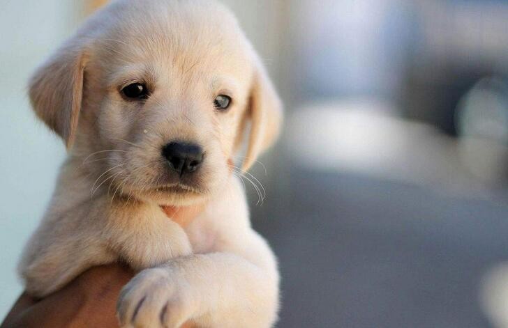 给狗喂什么酸奶比较好,狗狗吃了含木糖醇的酸奶会怎么样