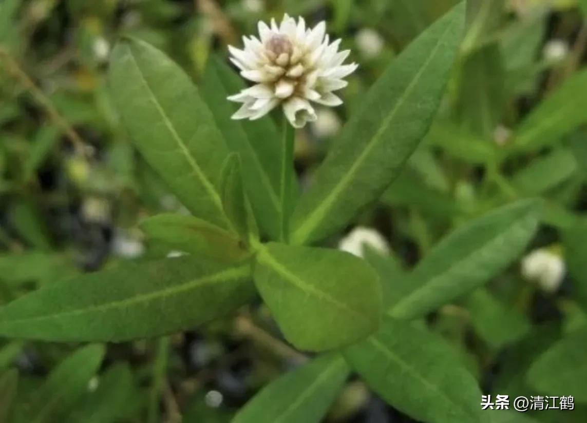 怎样解决除草剂对树的危害,十大恶性杂草除草方案