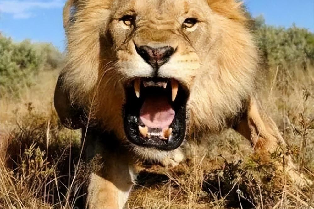 67岁老人闯入狮子园被狮子拖,男子误入狮子园狮口脱险