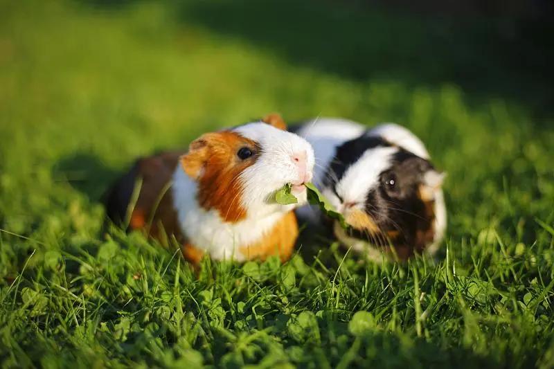 什么宠物对纯素食者最好,好养且可以食用的宠物有哪些