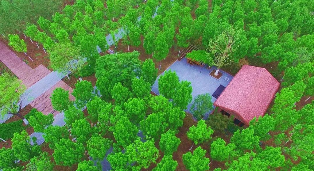 天津咸水沽旅游攻略,天津津南咸水沽美景