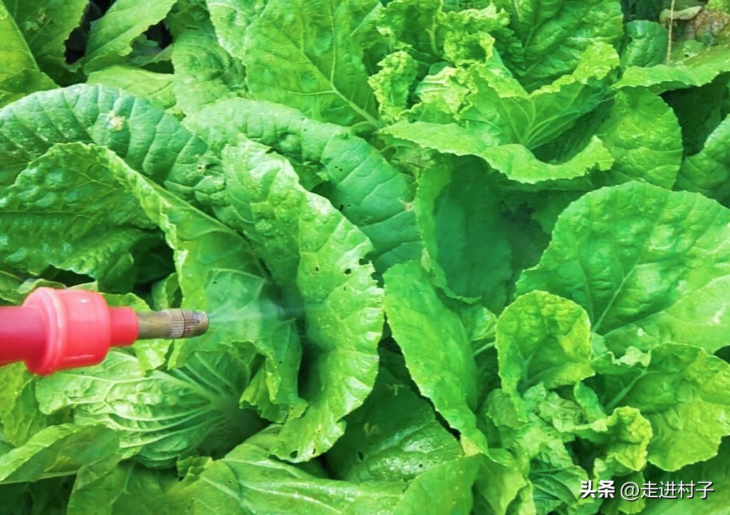 用什么防虫效果最好,什么材料防虫效果最好