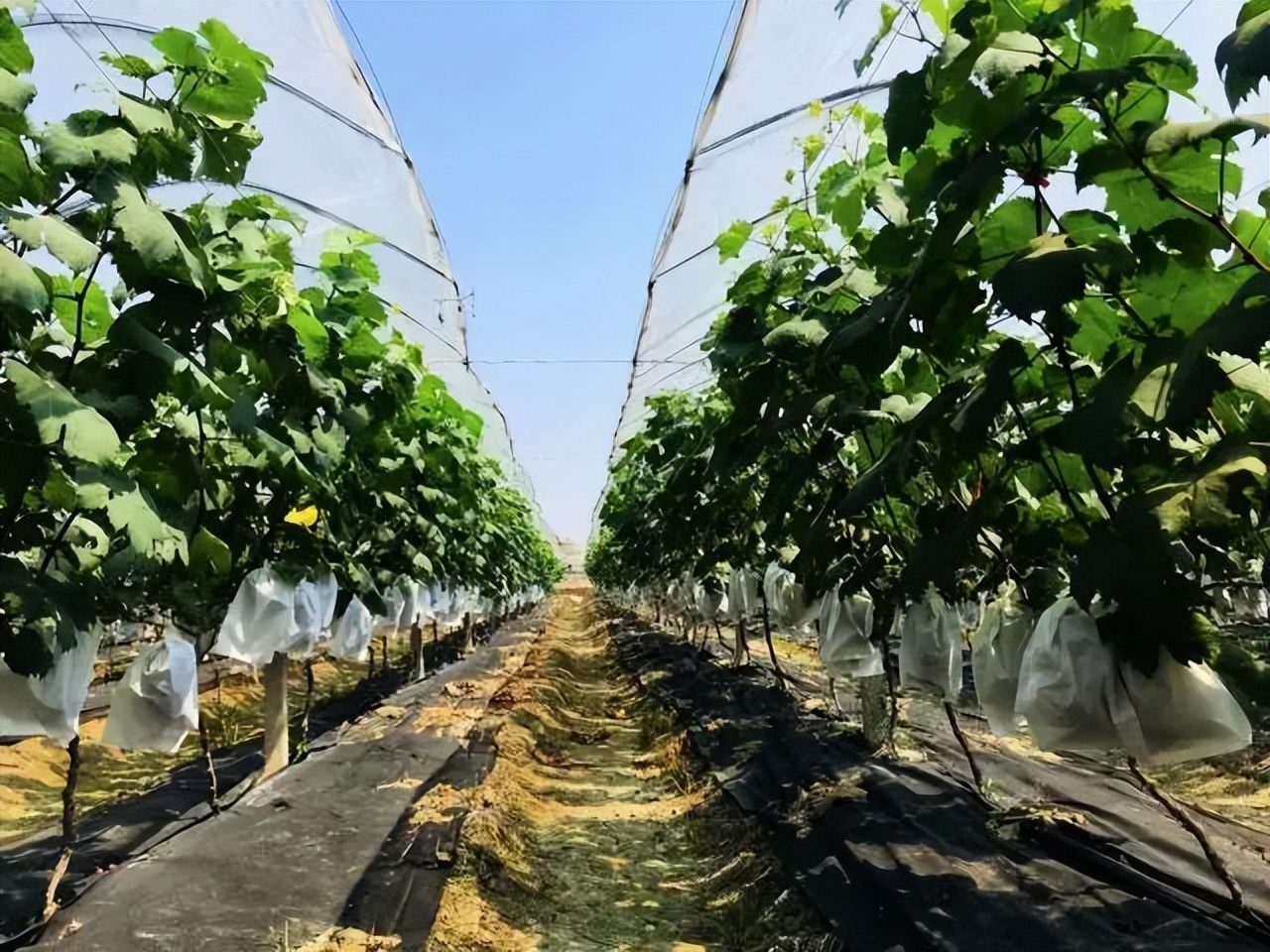 「上级媒体报道」“和美侨乡”潮南探村直播看点大剧透！一周三场，不容错过