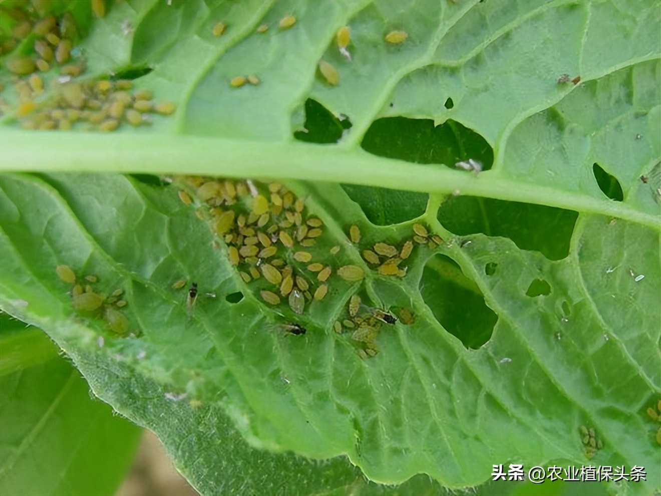 昆虫和害虫种类,昆虫和害虫的分类