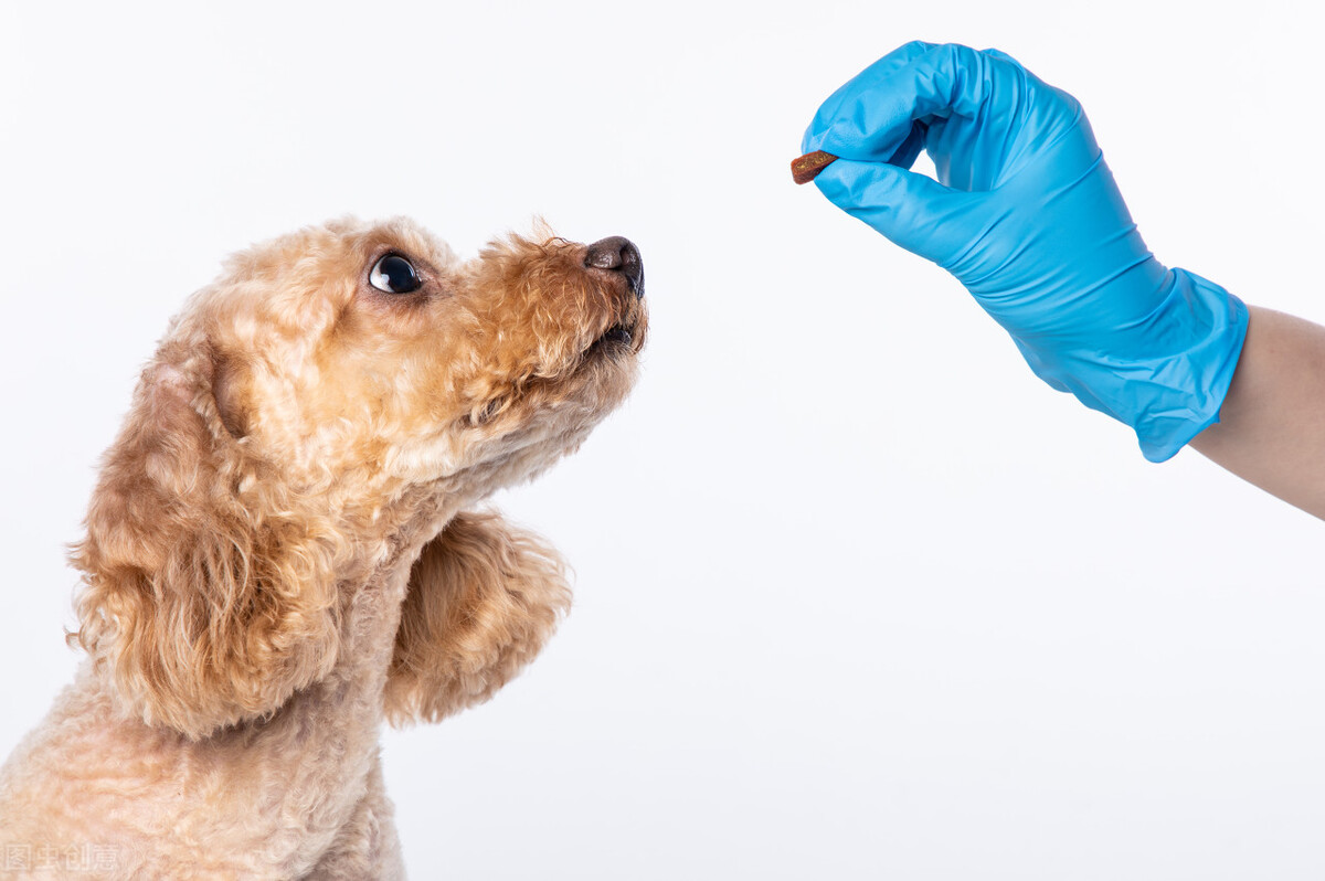 两个月泰迪拉稀像泥浆带血,泰迪不吃东西没精神不吐也不拉稀