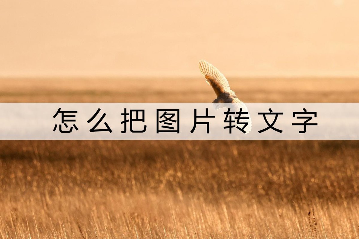 微信中图片文字怎么转换为word,苹果手机如何将图片文字转换word