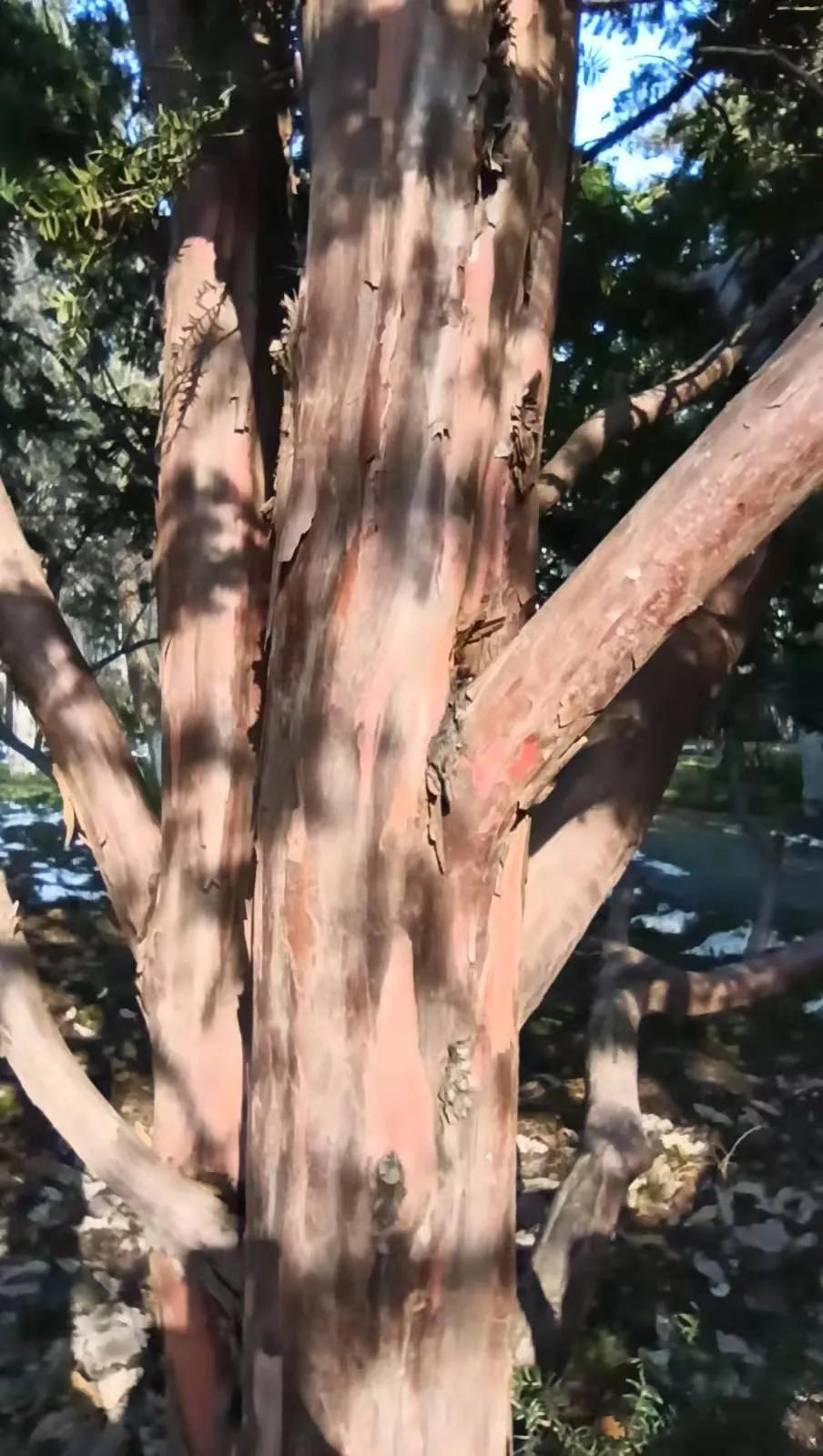 它是“绿色黄金”，更是“征服癌症的希望之树”