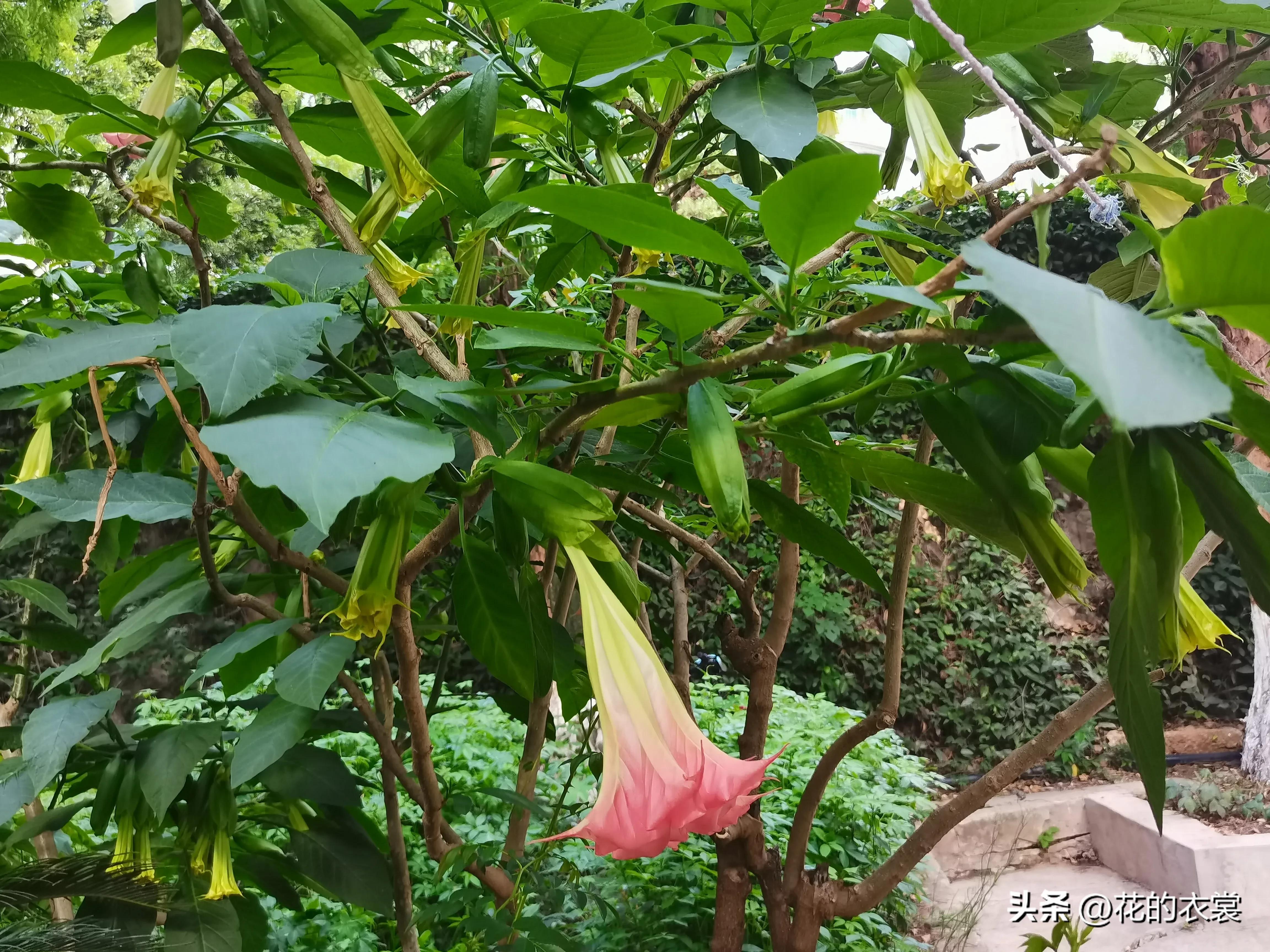 曼陀罗的果实是哪样的,曼陀罗的果子像什么样