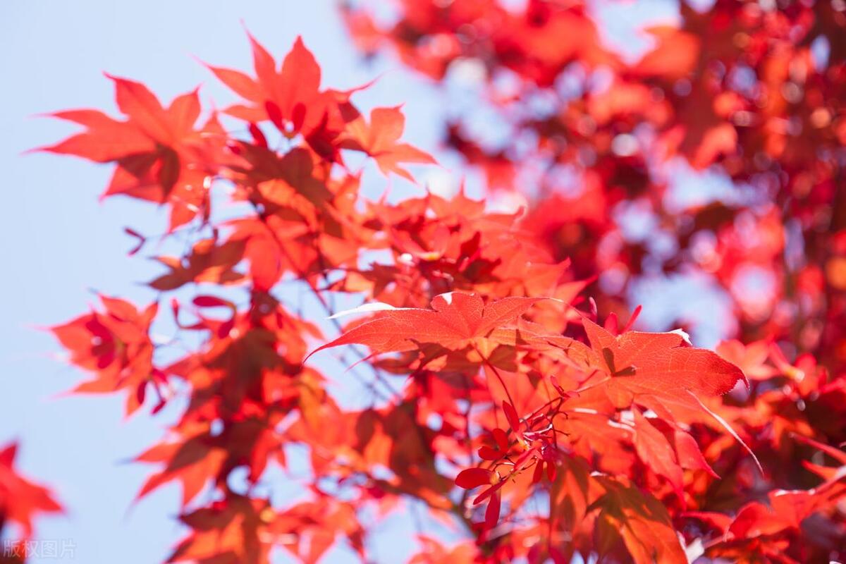 索尼手机拍照为什么会落后对手,索尼手机和国产手机拍照对比
