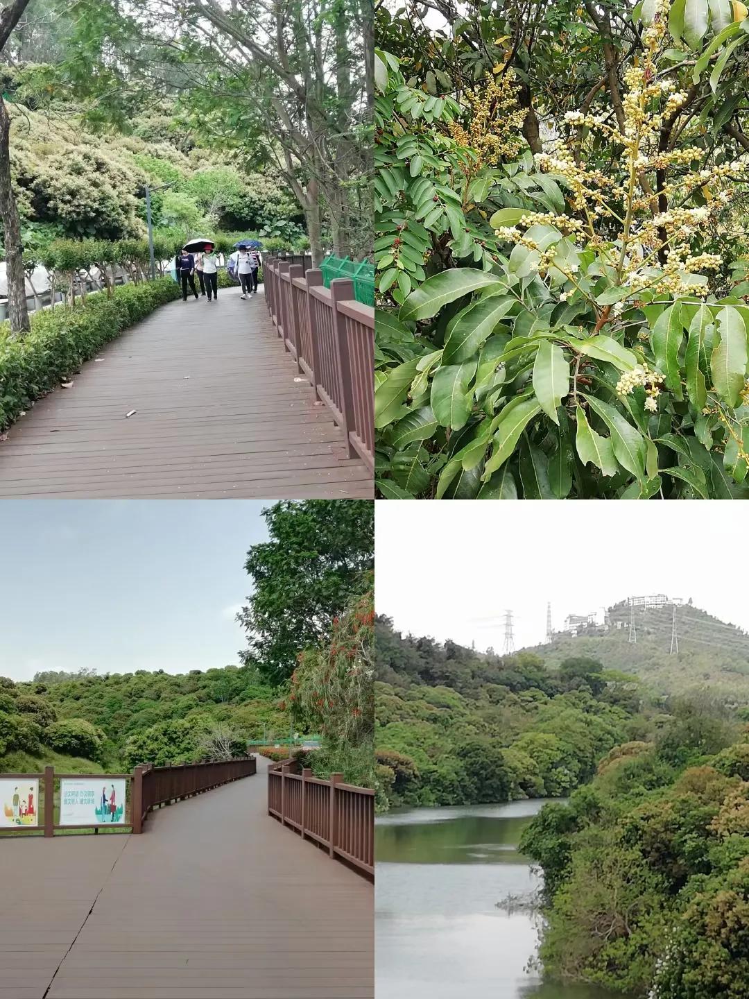 梧桐绿道东湖公园徒步,深圳梧桐绿道步行攻略