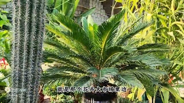 铁树的习性与种植方法,无叶铁树冬季在北方要晒太阳吗