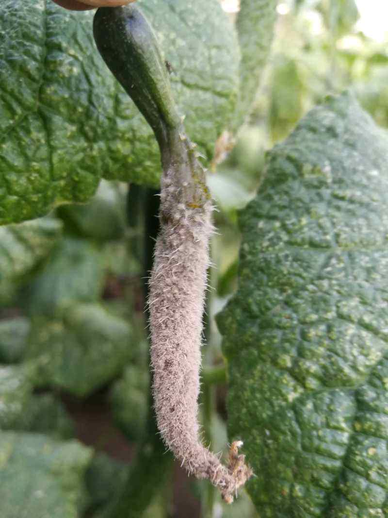 农药购买,农药网购哪里最安全