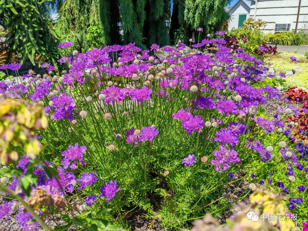 宿根花卉栽培,宿根花卉的栽培管理