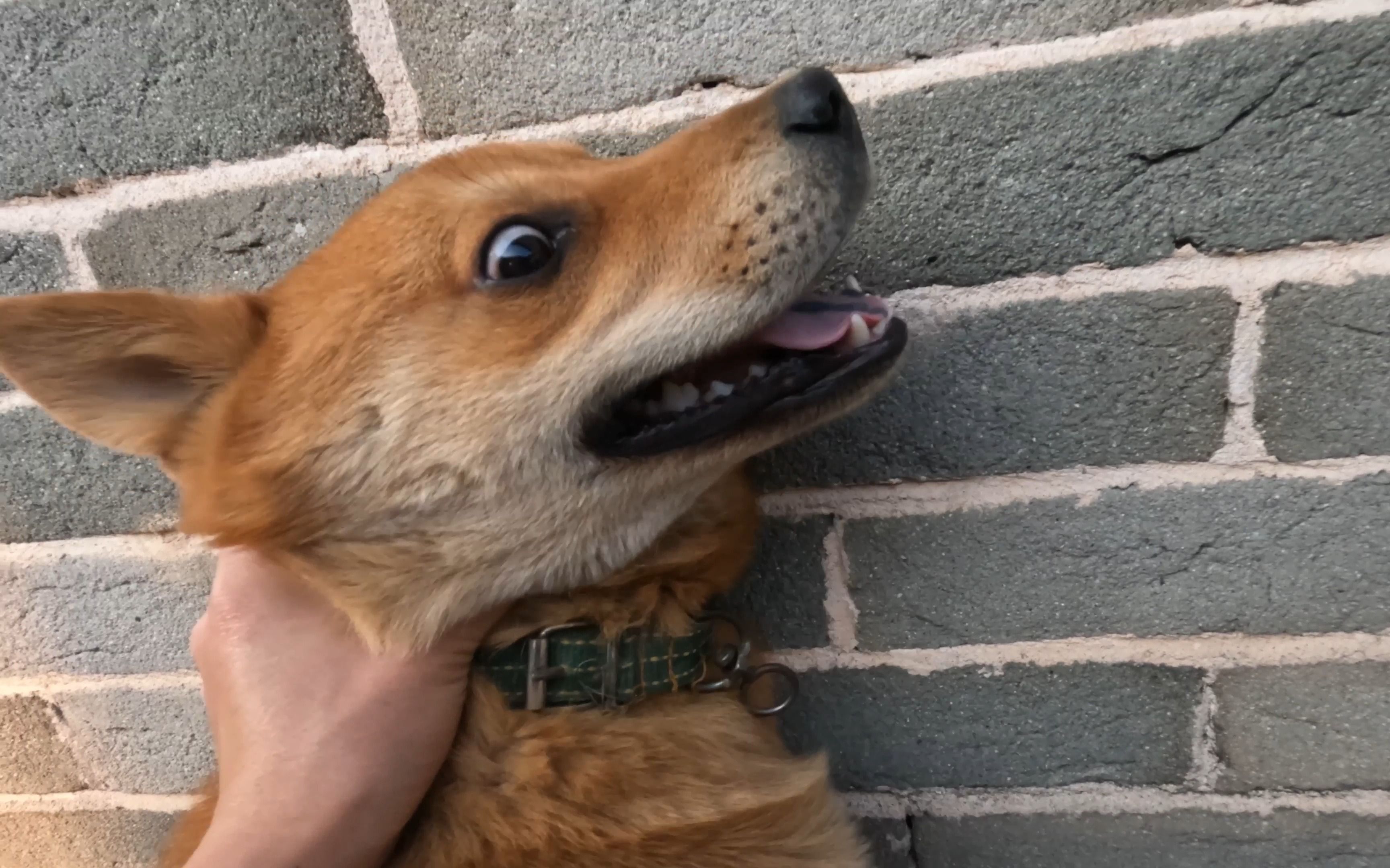 狗狗挨揍了出现应激反应,狗狗挨熊不服气