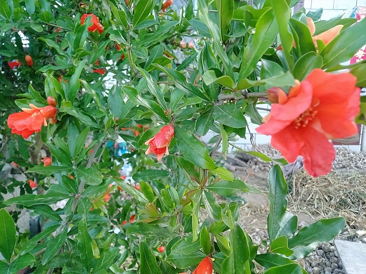 软籽石榴落果里面有种子吗,突尼斯软籽石榴落花落果