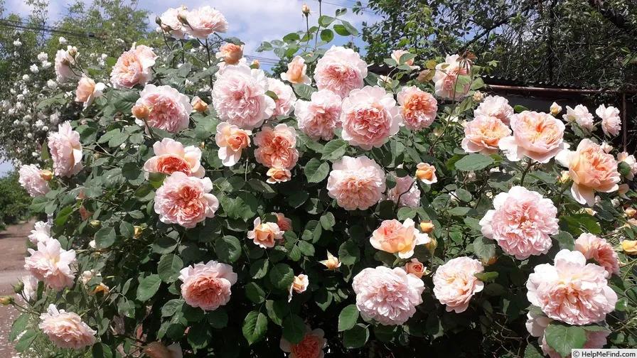 从“运茶快船（TeaClipper）”到英国人对中国茶叶的狂热